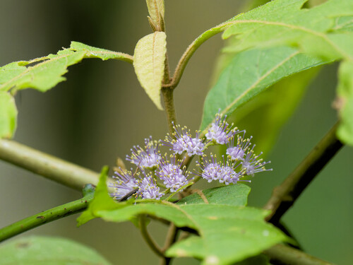 Callicarpa longifolia observed 2026-07-14