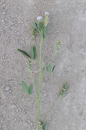 Trigonella procumbens