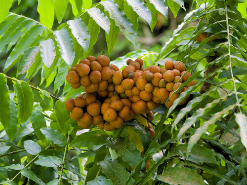 Lepisanthes observed 2026-07-14