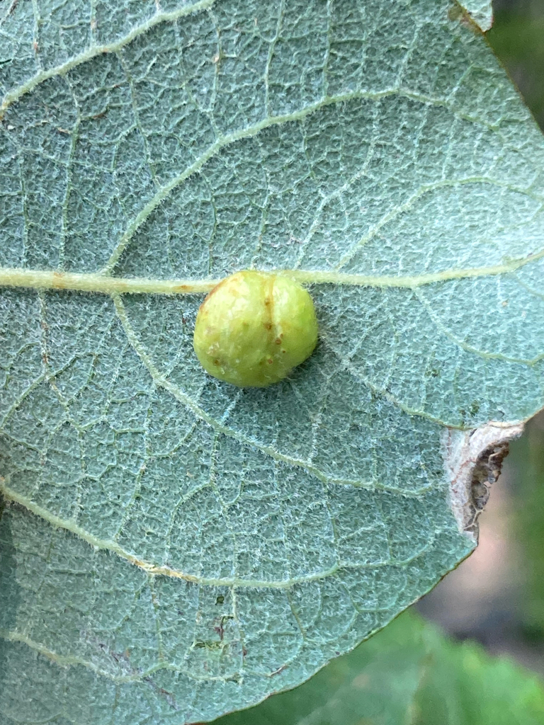 Euura viminalis