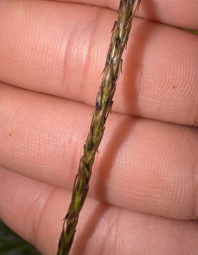 Carex uncinata observed 2026-07-06