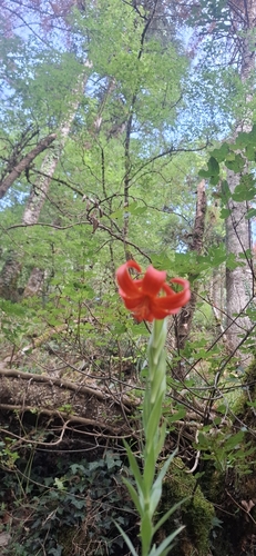 Lilium chalcedonicum