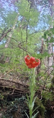Lilium chalcedonicum