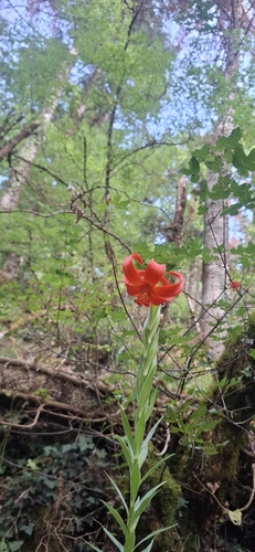 Lilium chalcedonicum, photograph 2