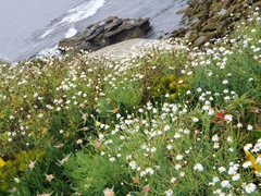 Argyranthemum frutescens