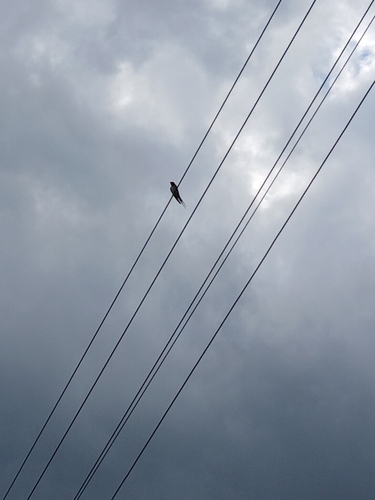 Barn Swallow