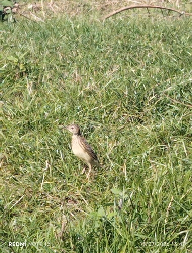 Yellowish Pipit