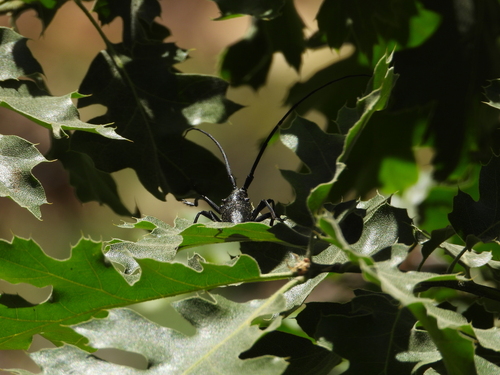 iNaturalist observation photo of White-spotted Sawyer