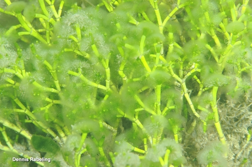 Cymopolia barbata observed 2026-07-12