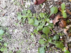 Angiospermae