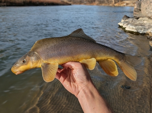 Razorback sucker (Xyrauchen texanus) — Catostomidae