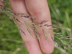 Calamagrostis varia