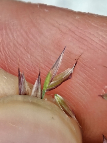 Calamagrostis varia, photograph 1