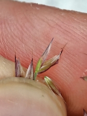 (c) Alessia Guggisberg, some rights reserved (CC BY-SA) Calamagrostis varia, photograph (c) Alessia Guggisberg, some rights reserved (CC BY-SA)