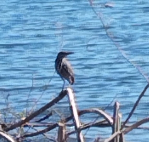 Striated Heron