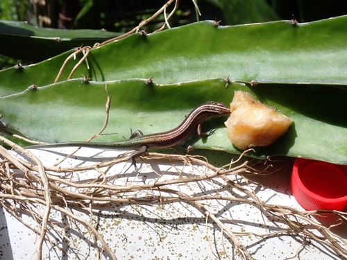 Emoia cyanura observed 2026-07-15