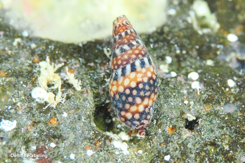 Mitrella argus, 2026-07-12