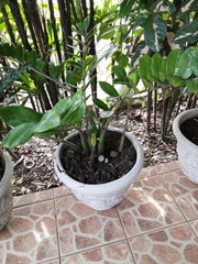 Zamioculcas zamiifolia