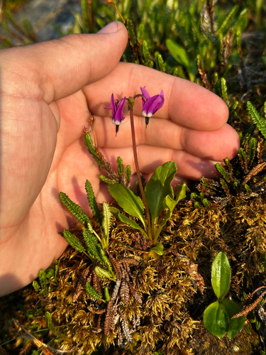 Dodecatheon frigidum, 2026-07-10