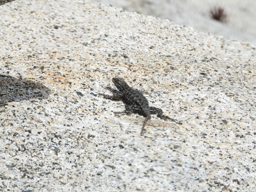 iNaturalist observation photo of Western Fence Lizard