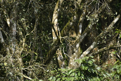 Malabar Woodshrike (Tephrodornis sylvicola), photo 7