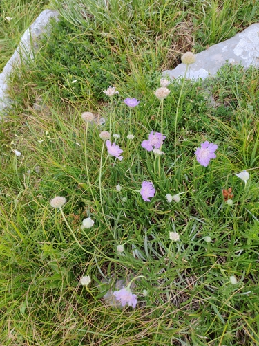 Lomelosia graminifolia, photograph 6