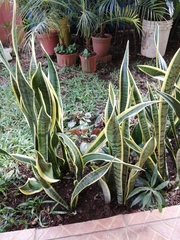 Sansevieria trifasciata