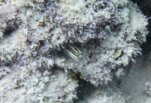 Ecsenius lineatus observed 2026-07-14