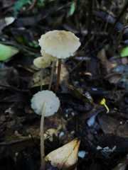 Filoboletus gracilis