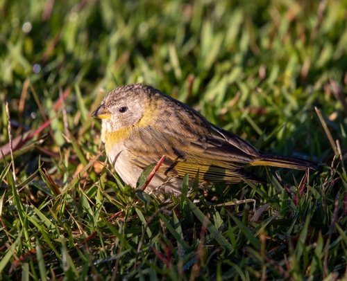 Saffron Finch