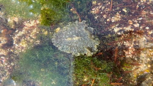 Paraplanocera oligoglena observed 2026-07-15