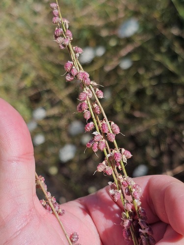 Melilotus italicus, photograph 2