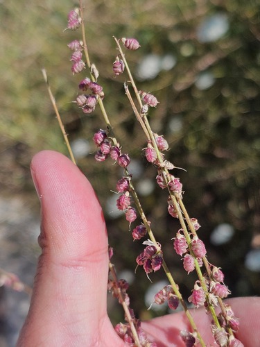 Melilotus italicus, photograph 1
