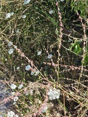 Melilotus italicus, photograph author not stated, no rights reserved