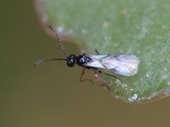 Aphidiinae