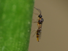 Aphidiinae