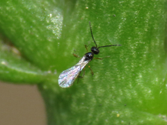 Aphidiinae