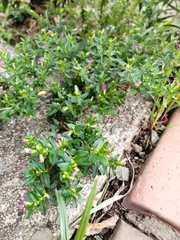 Cuphea hyssopifolia