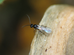 Aphidiinae