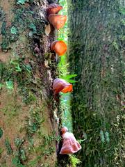 Auricularia fuscosuccinea