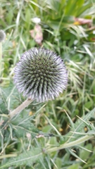 Echinops spinosissimus