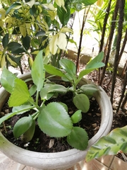 Bryophyllum
