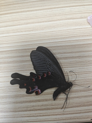 Long-tail Spangle Swallowtail