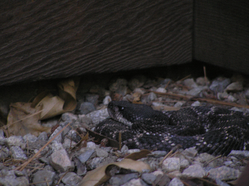 iNaturalist observation photo of Southern Pacific Rattlesnake