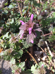Lamium hybridum