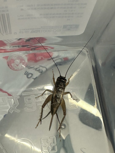 Svercacheta siamensis