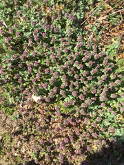 Lamium hybridum