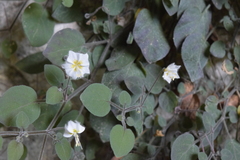 Chamaesaracha rzedowskiana