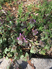 Lamium hybridum
