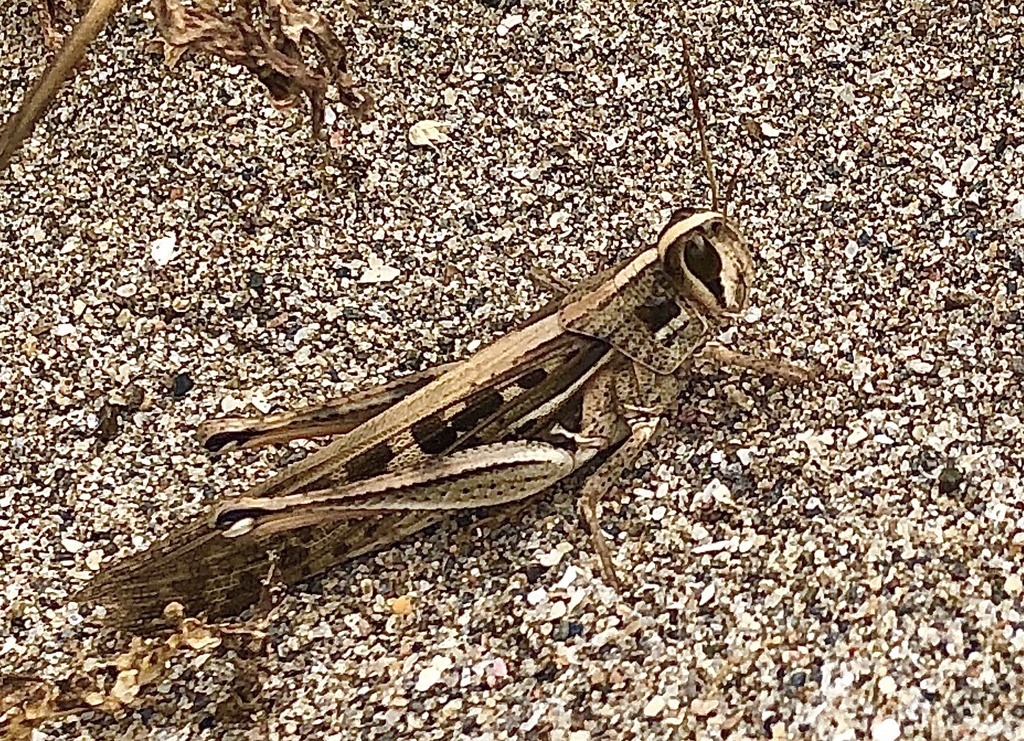 Schistocerca subspurcata